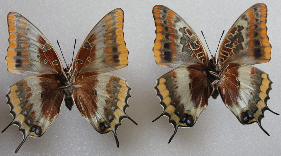 Charaxes jasius (aberrations, verso, bred) (Internet Image property of respective owner, non-commercial use only)